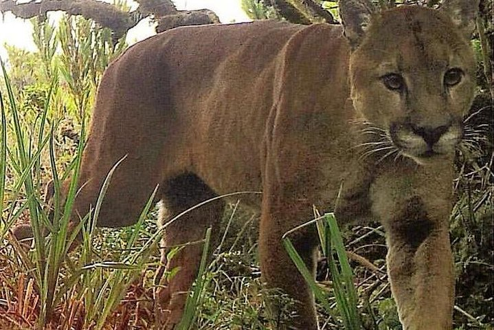 One Day Tour To Corcovado From Manuel Antonio - Photo 1 of 6